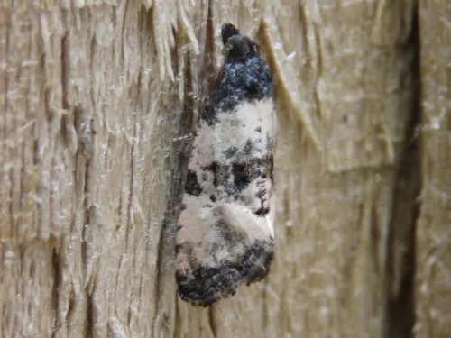 Cochylichroa atricapitana - photo 4