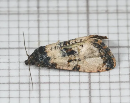 Cochylichroa atricapitana - photo 5