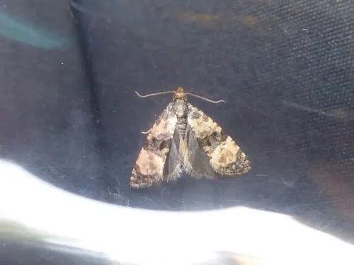 Cochylichroa atricapitana - photo 6