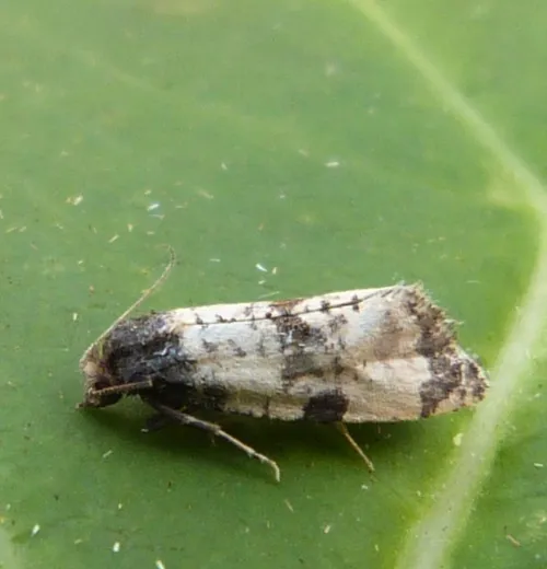 Cochylichroa atricapitana - photo 7