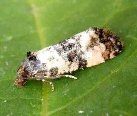 Cochylichroa atricapitana - photo 8
