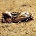 Cochylis bucera - Hodges#3769 - photo 4