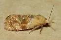 Cochylis bucera - Hodges#3769 - photo 5