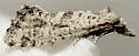 Cochylis carmelana - Hodges#3770