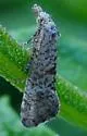 Cochylis carmelana - Hodges#3770 - photo 2