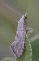 Cochylis carmelana - Hodges#3770 - photo 4