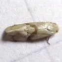 Cochylis caulocatax - Hodges#3771