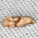 Cochylis caulocatax - Hodges#3771 - photo 2