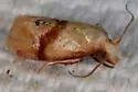 Cochylis caulocatax - Hodges#3771 - photo 3