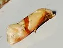 Cochylis caulocatax - Hodges#3771 - photo 4