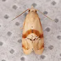 Cochylis caulocatax - Hodges#3771 - photo 5