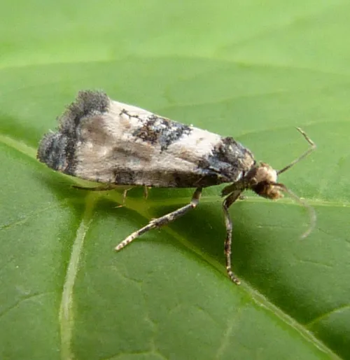 Neocochylis dubitana