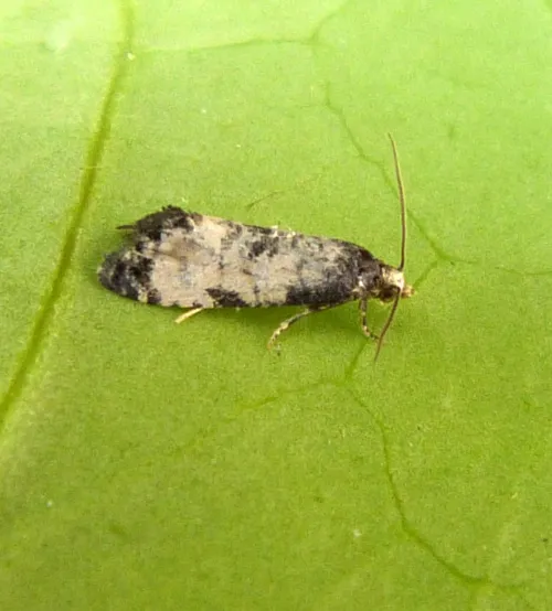 Neocochylis dubitana - photo 2