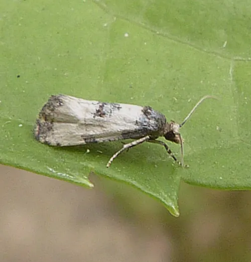 Neocochylis dubitana - photo 3