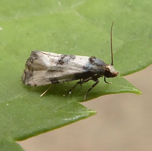 Neocochylis dubitana - photo 4