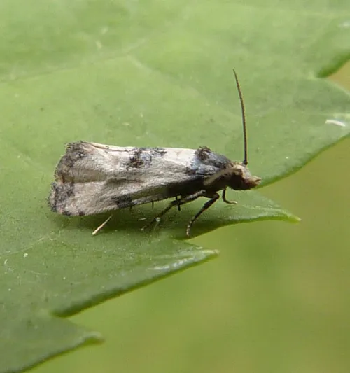 Neocochylis dubitana - photo 5