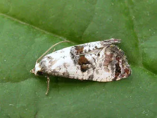 Neocochylis hybridella - photo 2