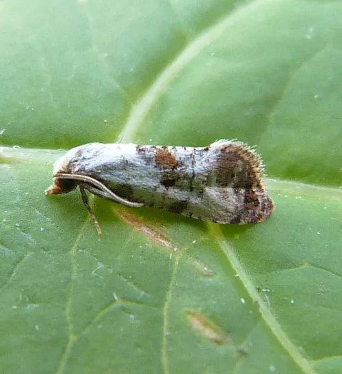 Neocochylis hybridella - photo 3