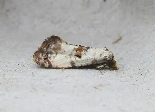 Neocochylis hybridella - photo 4