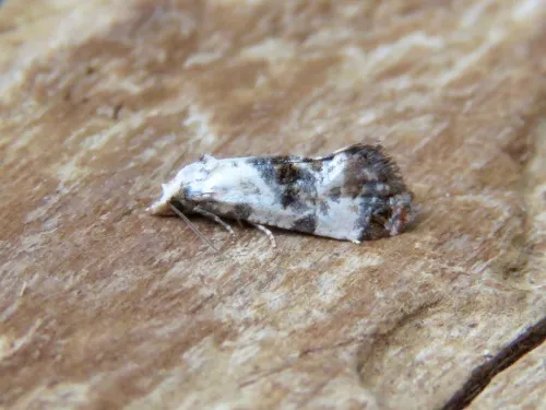 Neocochylis hybridella - photo 5