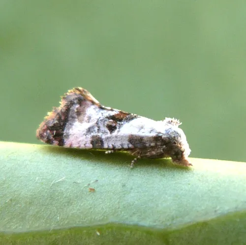 Neocochylis hybridella - photo 6