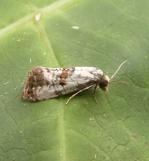 Neocochylis hybridella - photo 7