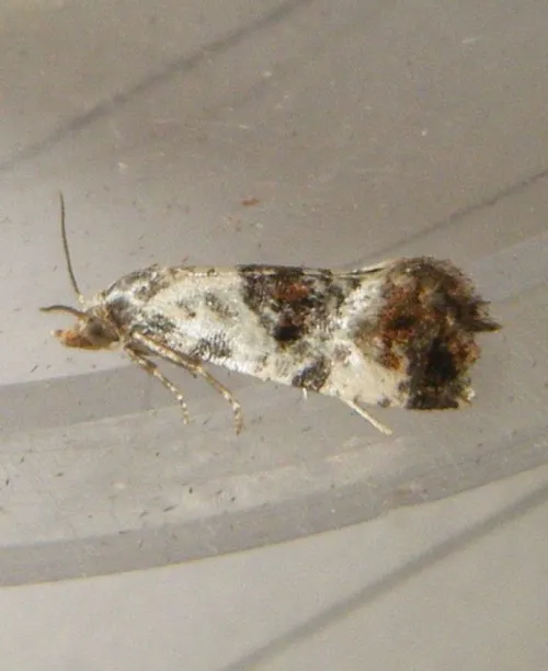 Neocochylis hybridella - photo 8