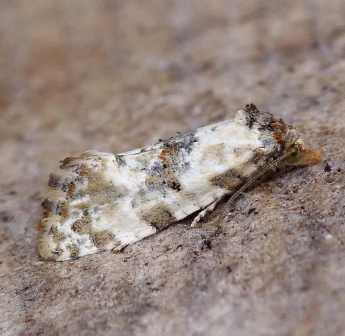 Neocochylis molliculana