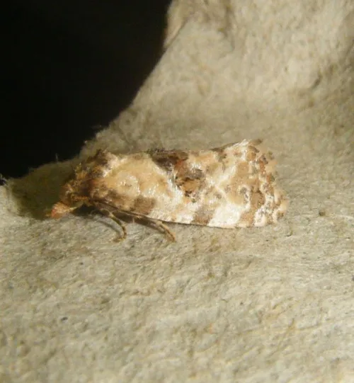 Neocochylis molliculana - photo 2