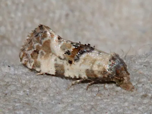 Neocochylis molliculana - photo 3
