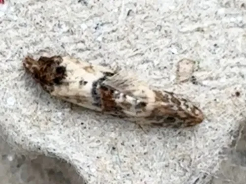 Neocochylis molliculana - photo 4
