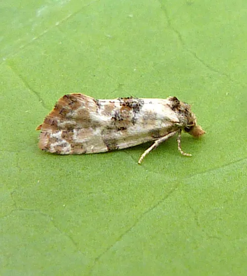 Neocochylis molliculana - photo 5