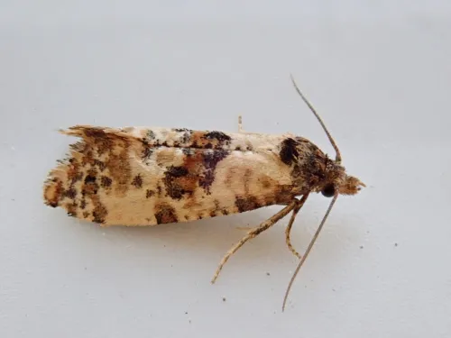 Neocochylis molliculana - photo 6