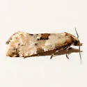 Cochylis parallelana - Hodges#3779 - Cochylis parallelana