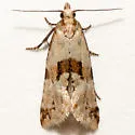 Cochylis parallelana - Hodges#3779 - photo 2