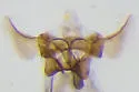 Cochylis parallelana - Hodges#3779 - photo 3
