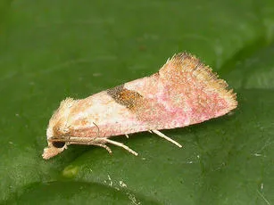 Cochylis roseana