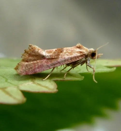 Cochylis roseana - photo 3