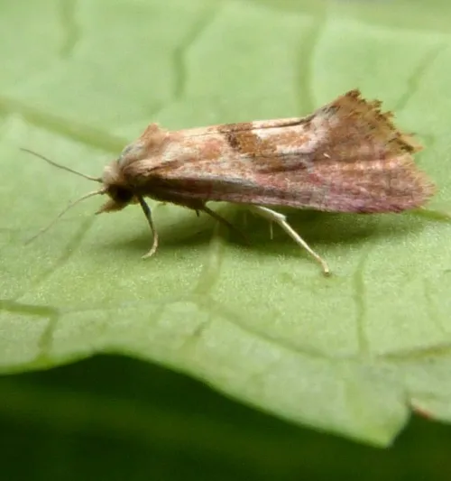 Cochylis roseana - photo 4