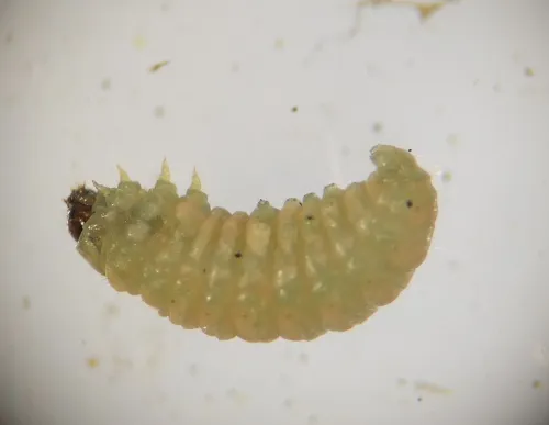 Cochylis roseana - photo 6