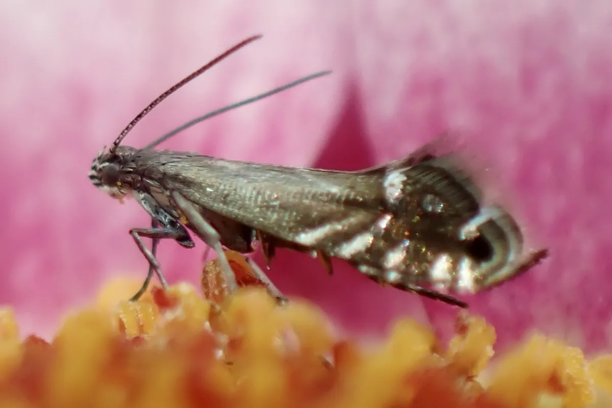 Cocksfoot Moth - photo 3