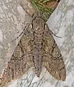 Giant Sphinx - Hodges#7772 - photo 5