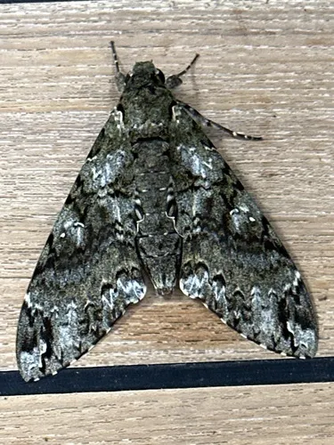 Duponchel's Sphinx - Hodges#7773