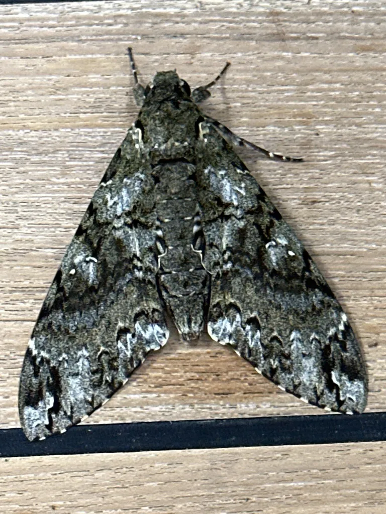 Duponchel's Sphinx - Hodges#7773 - photo 2