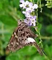 White-crescent Longtail - Hodges#3883 - Codatractus alcaeus