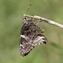 Arizona Skipper - Hodges#3885