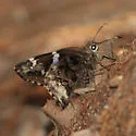 Arizona Skipper - Hodges#3885 - photo 2