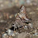 Arizona Skipper - Hodges#3885 - photo 3