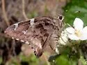 Arizona Skipper - Hodges#3885 - photo 4