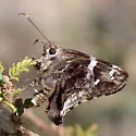 Arizona Skipper - Hodges#3885 - photo 5